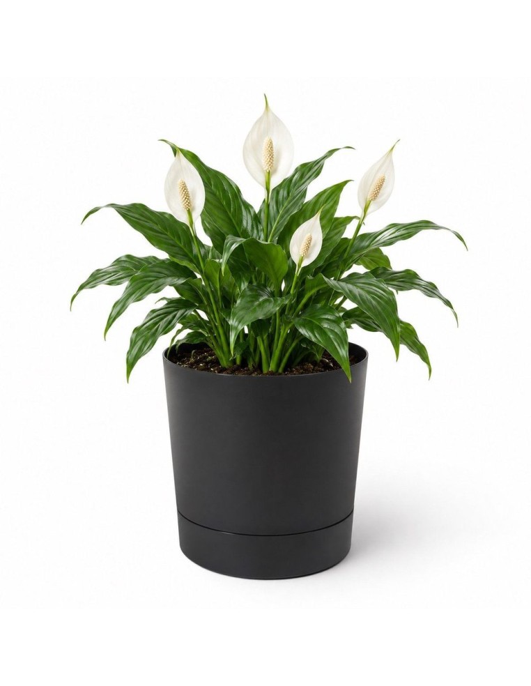Sierpot rond Ø28 × 30 cm mat, 13 L – Zwart | Töpferkönig