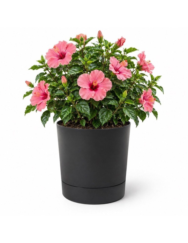 Übertopf rund Ø38 × 40 cm Matt, 33 L – Schwarz | Töpferkönig