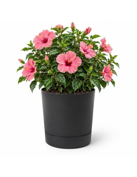 Sierpot rond Ø38 × 40 cm mat, 33 L – Zwart | Töpferkönig