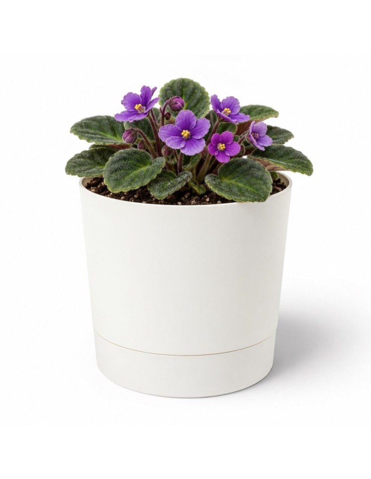 Cache-pot rond Ø11 × 12 cm mat, 0,7 L – Crème | Töpferkönig