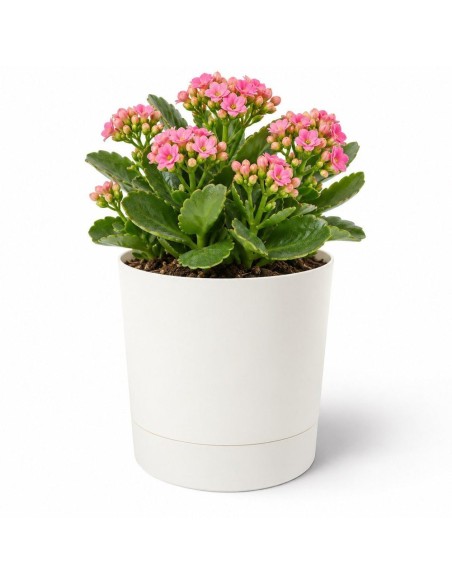 Sierpot rond Ø13 × 13 cm mat, 1,1 L – Crème | Töpferkönig