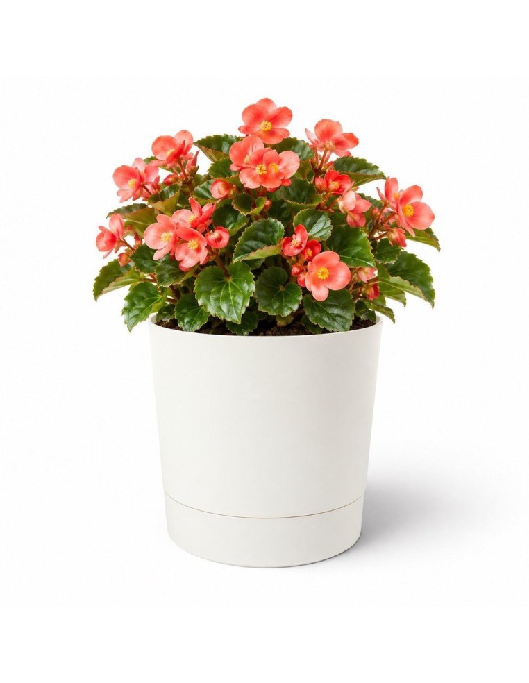 Coprivaso rotondo Ø18 × 19 cm opaco, 2,5 L – Crema | Töpferkönig