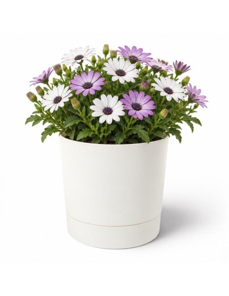 Cache-pot rond Ø20 × 21 cm mat, 4,7 L – Crème | Töpferkönig