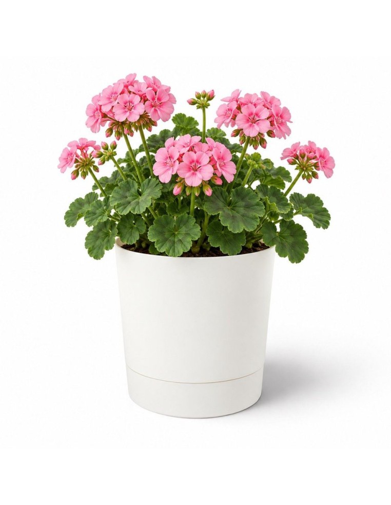 Coprivaso rotondo Ø23 × 24 cm opaco, 7 L – Crema | Töpferkönig