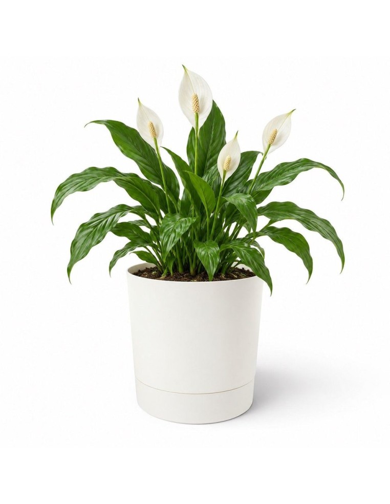 Cache-pot rond Ø28 × 30 cm mat, 13 L – Crème | Töpferkönig