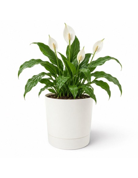 Cache-pot rond Ø28 × 30 cm mat, 13 L – Crème | Töpferkönig