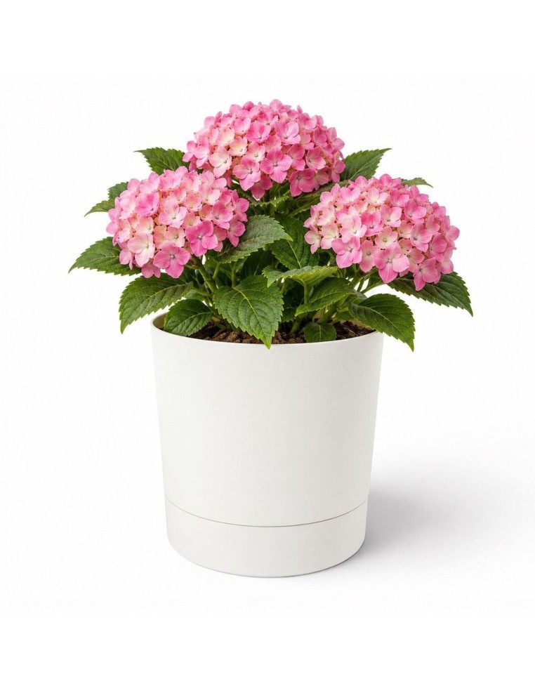Übertopf rund Ø33 × 34 cm Matt, 20 L – Creme | Töpferkönig
