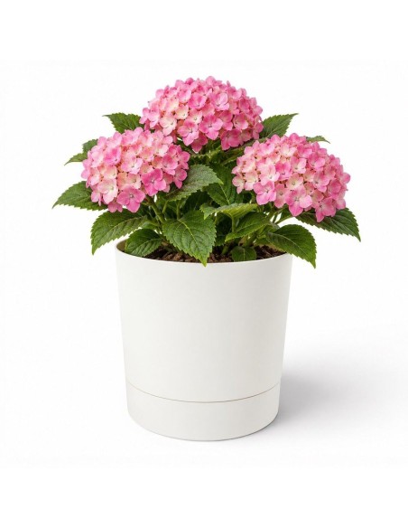 Coprivaso rotondo Ø33 × 34 cm opaco, 20 L – Crema | Töpferkönig