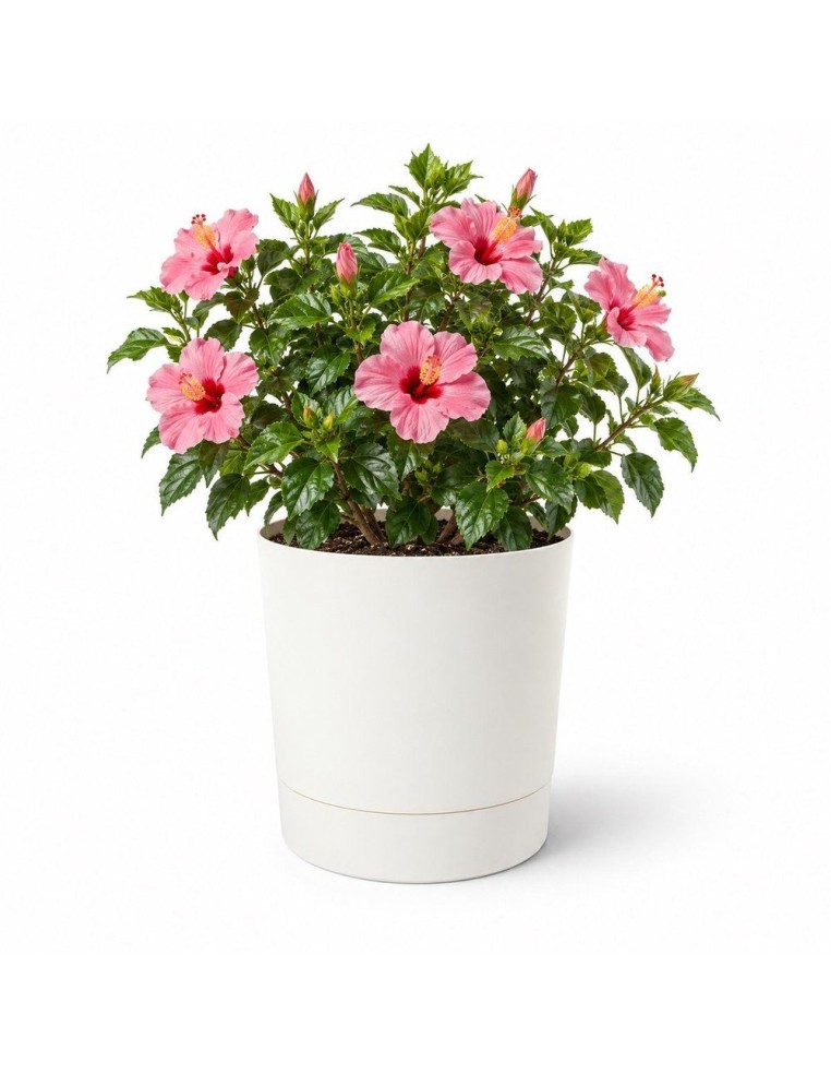 Sierpot rond Ø38 × 40 cm mat, 33 L – Crème | Töpferkönig