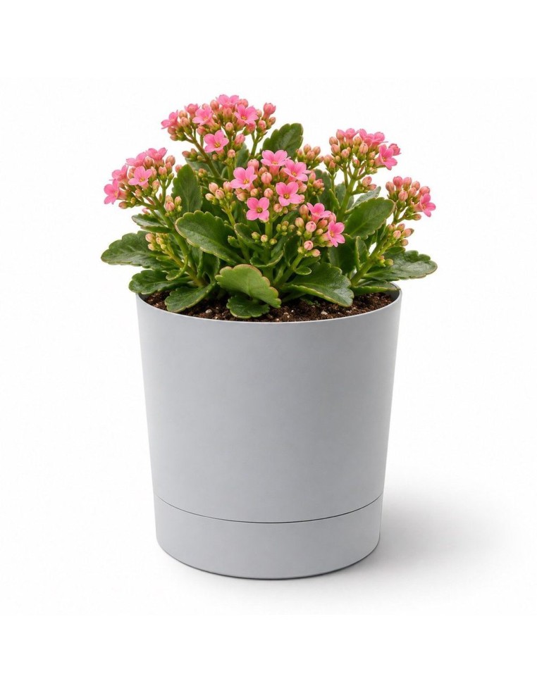 Cache-pot rond Ø13 × 13 cm mat, 1,1 L – Gris | Töpferkönig