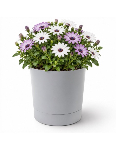 Coprivaso rotondo Ø20 × 21 cm opaco, 4,7 L – Grigio | Töpferkönig