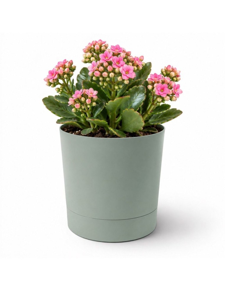 Sierpot rond Ø13 × 13 cm mat, 1,1 L – Groen | Töpferkönig