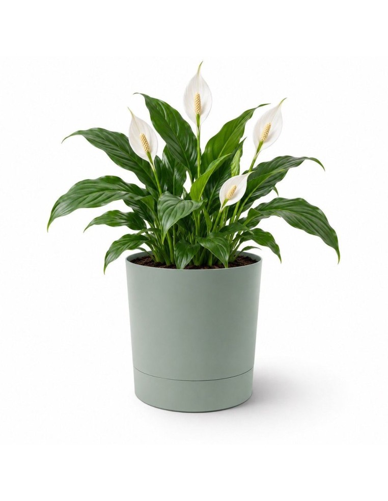 Cubremacetas redondo Ø28 × 30 cm mate, 13 L – Verde | Töpferkönig