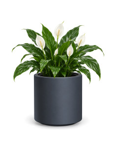 Pot de fleurs rond Ø39 × 38 cm mat, 44 L – Anthracite | Töpferkönig