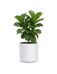 Vaso rotondo Ø39 × 38 cm opaco, 44 L – Bianco | Töpferkönig