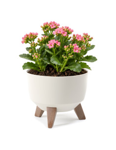Cuenco para plantas redondo S Ø24 × 20 cm mate, 5,1 L – Blanco algodón