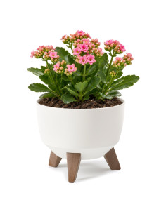 Cuenco para plantas redondo S Ø24 × 20 cm mate, 5,1 L – Crema