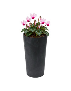 Fioriera rotonda M alta Ø20 × 37 cm effetto cemento, 8,3 L – Nero cemento