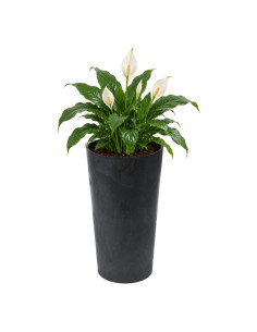 Plantenbak rond XL hoog Ø29 × 57 cm betonlook, 28,4 L – Betonzwart