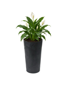Pot haut rond XXL Ø40 × 75 cm aspect béton, 76 L – Béton noir