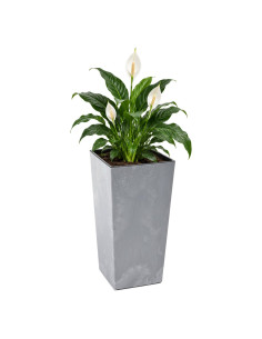 Macetero cuadrado 3XL alto 39 × 39 × 75 cm efecto hormigón, 100 L – Gris hormigón