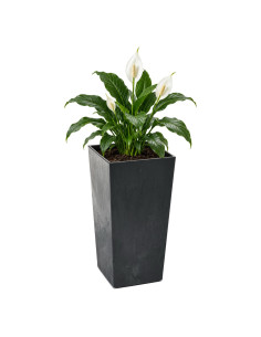 Plantenbak vierkant 3XL hoog 39 × 39 × 75 cm betonlook, 100 L – Betonzwart