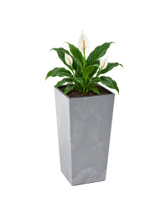 Macetero cuadrado L alto 24 × 24 × 47 cm efecto hormigón, 21 L – Gris hormigón