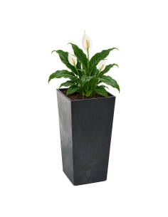Plantenbak vierkant L hoog 24 × 24 × 47 cm betonlook, 21 L – Betonzwart