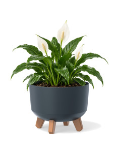 Plantenschaal rond op pootjes Ø24 × 19 cm mat, 5,1 L – Antraciet | Töpferkönig