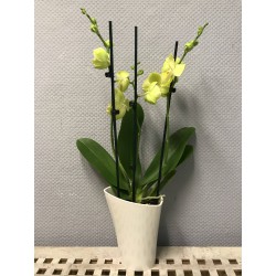 Orchideentopf Übertopf Hochglanz in Creme, (BxH): 14,6 x 20 cm