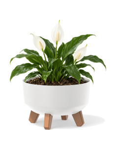 Ciotola per piante rotonda con piedini Ø23 × 16 cm opaca, 3,8 L – Bianco | Töpferkönig