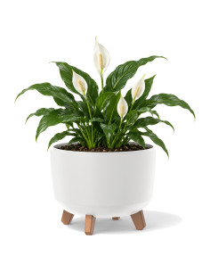 Vasque ronde sur pieds Ø29 × 22 cm mate, 9,8 L – Blanc | Töpferkönig
