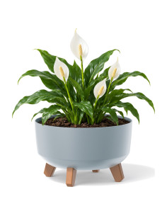 Pflanzschale rund mit Füßen Ø28 × 18 cm Matt, 6,8 L – Grau | Töpferkönig
