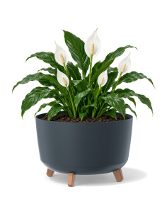 Ciotola per piante rotonda con piedini Ø39 × 27 cm opaca, 21,5 L – Antracite | Töpferkönig