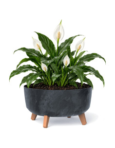 Cuenco para plantas redondo con patas Ø38 × 21 cm efecto hormigón, 14,3 L – Antracita hormigón | Töpferkönig