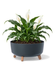 Vasque ronde sur pieds Ø38 × 21 cm mate, 14,3 L – Anthracite | Töpferkönig