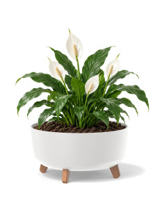 Vasque ronde sur pieds Ø28 × 18 cm mate, 6,8 L – Blanc | Töpferkönig