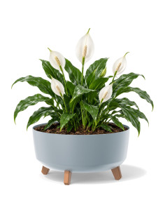 Ciotola per piante rotonda con piedini Ø38 × 21 cm opaca, 14,3 L – Grigio | Töpferkönig