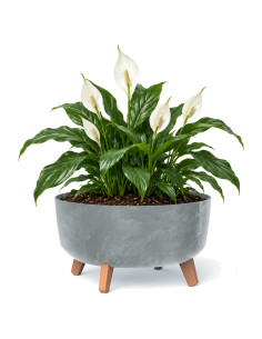 Plantenschaal rond op pootjes Ø38 × 21 cm betonlook, 14,3 L – Betongrijs | Töpferkönig