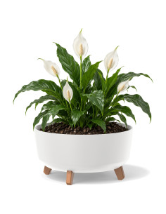 Cuenco para plantas redondo con patas Ø38 × 21 cm mate, 14,3 L – Blanco | Töpferkönig