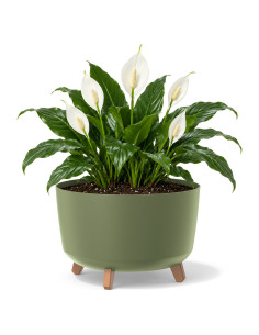 Plantenschaal rond op pootjes Ø39 × 27 cm mat, 21,5 L – Groen | Töpferkönig
