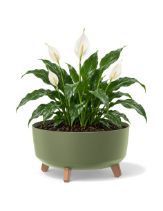 Plantenschaal rond op pootjes Ø38 × 21 cm mat, 14,3 L – Groen | Töpferkönig