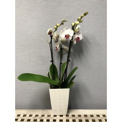 Orchideentopf Übertopf Hochglanz in Creme, (BxH): 12,5 x 20 cm