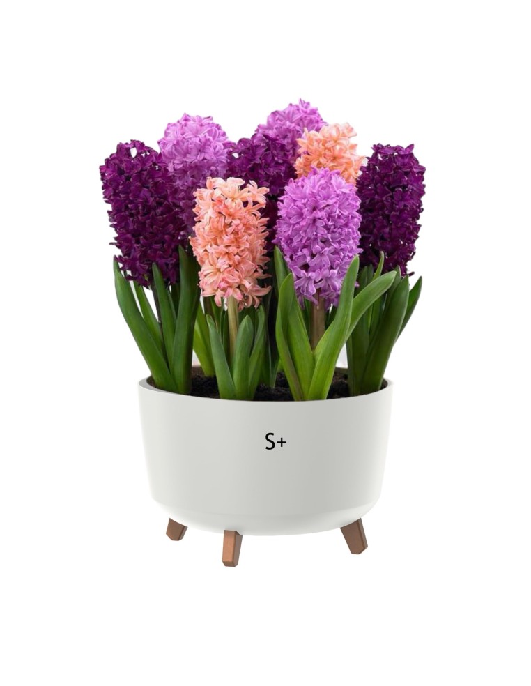 Plantenschaal rond op pootjes Ø24 × 19 cm mat, 5,1 L – Wit | Töpferkönig