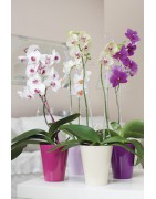 Orchideentopf